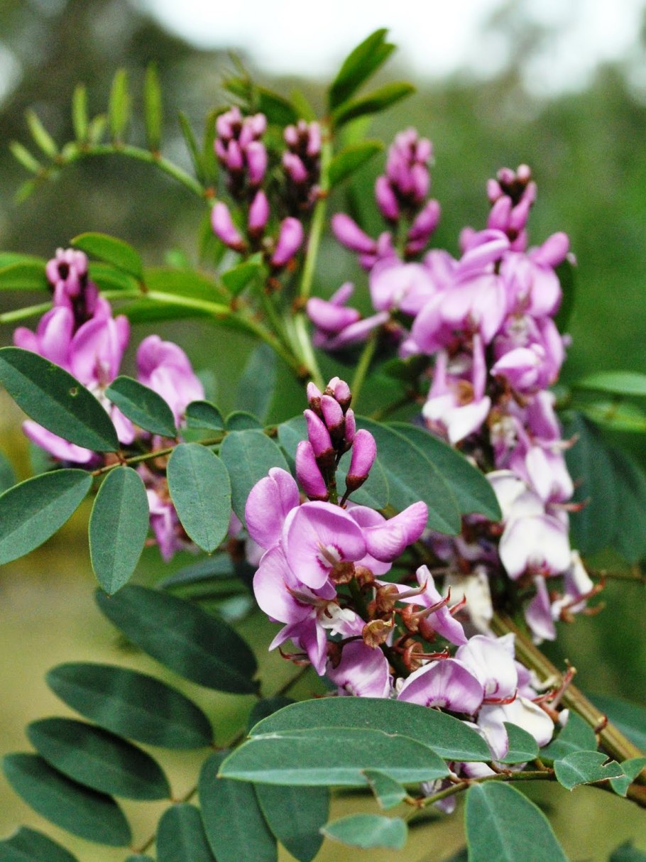 Индигофера Кириллова (Indigofera kirilowii) p9