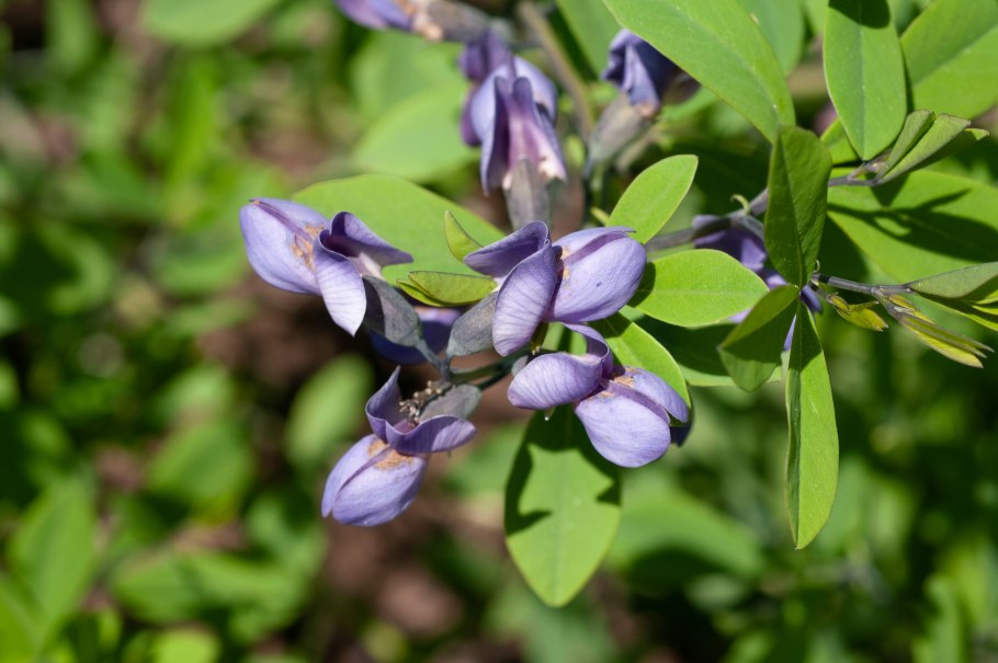 Indigofera gerardiana