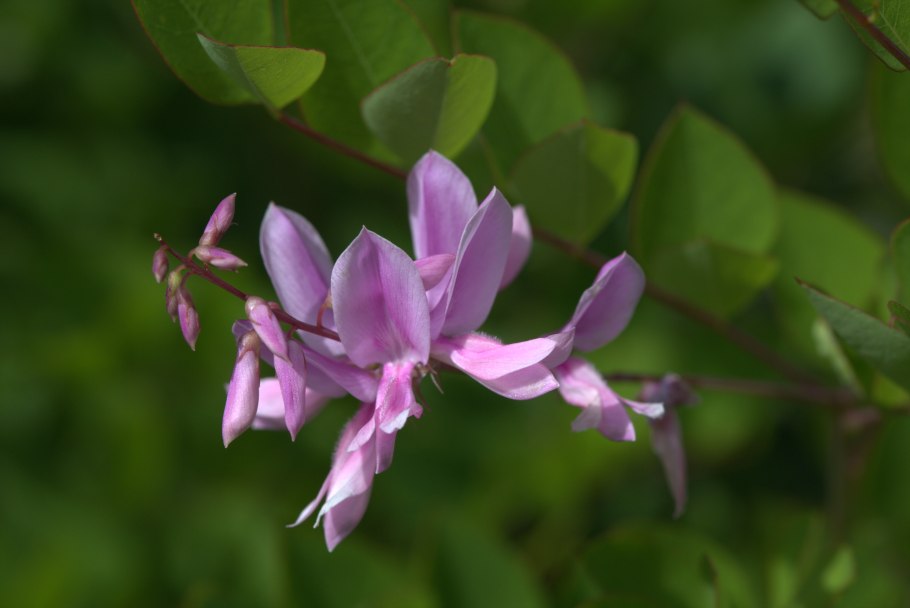 Petalostylis cassioides