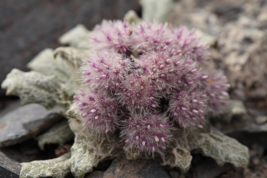 Соссюрея сушеницевидная