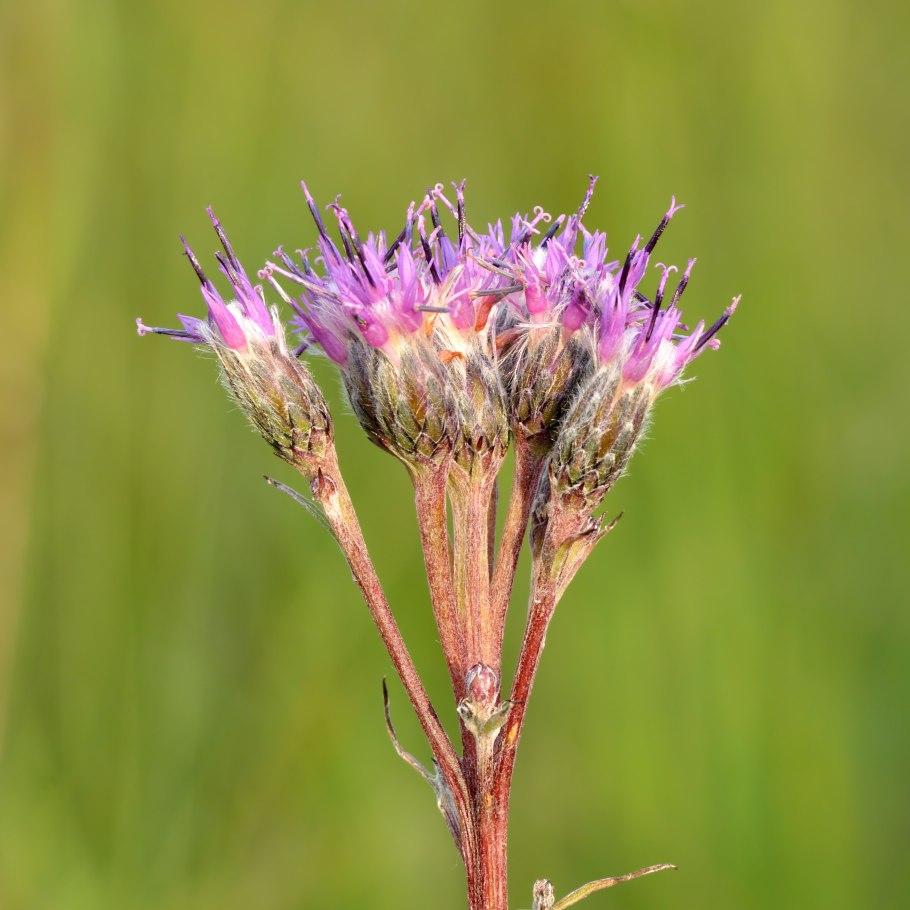 Соссюрея трава сухая