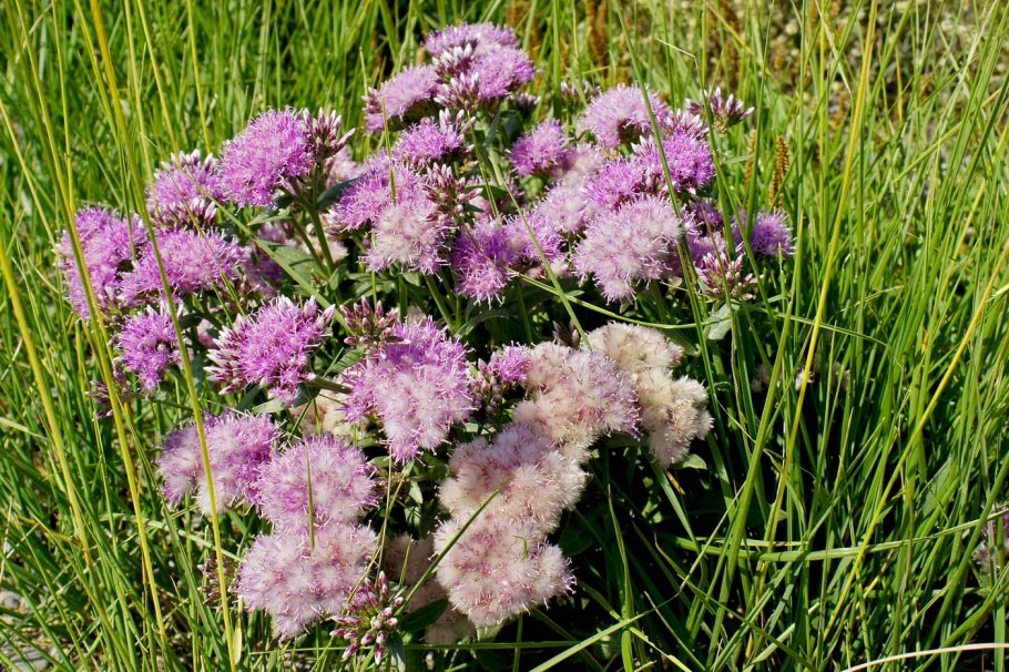 Тоунсендия Парри зимостойкость