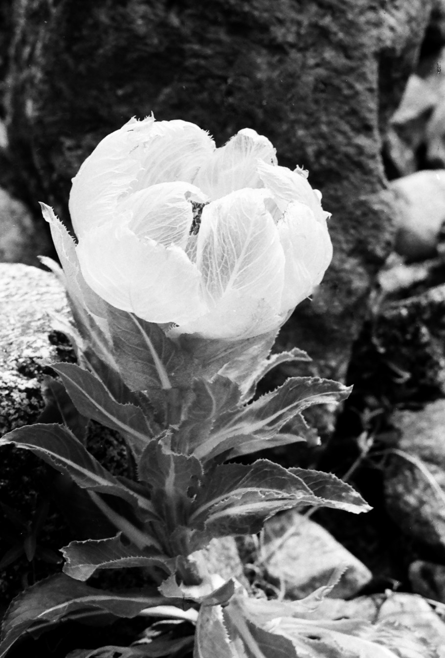 Saussurea maximowiczii Herd