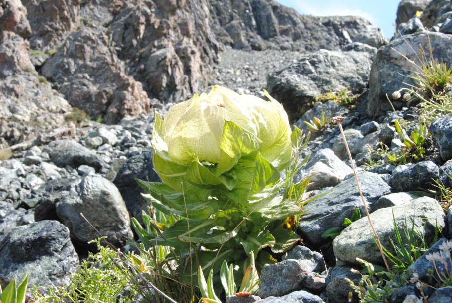 "Снежный Лотос" (Saussurea involucrata)