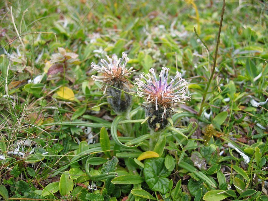 Saussurea Горная