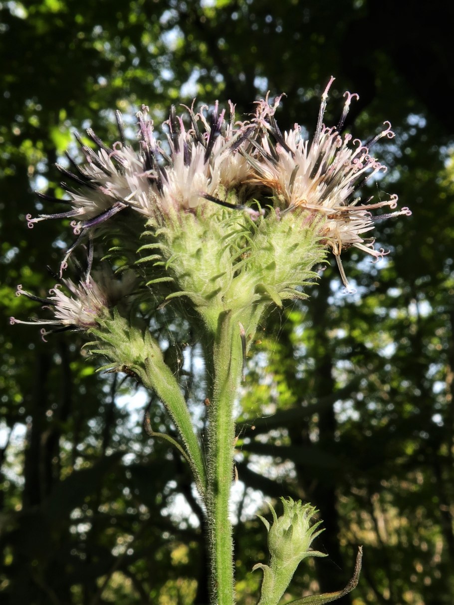 Phacelia tanacetifolia