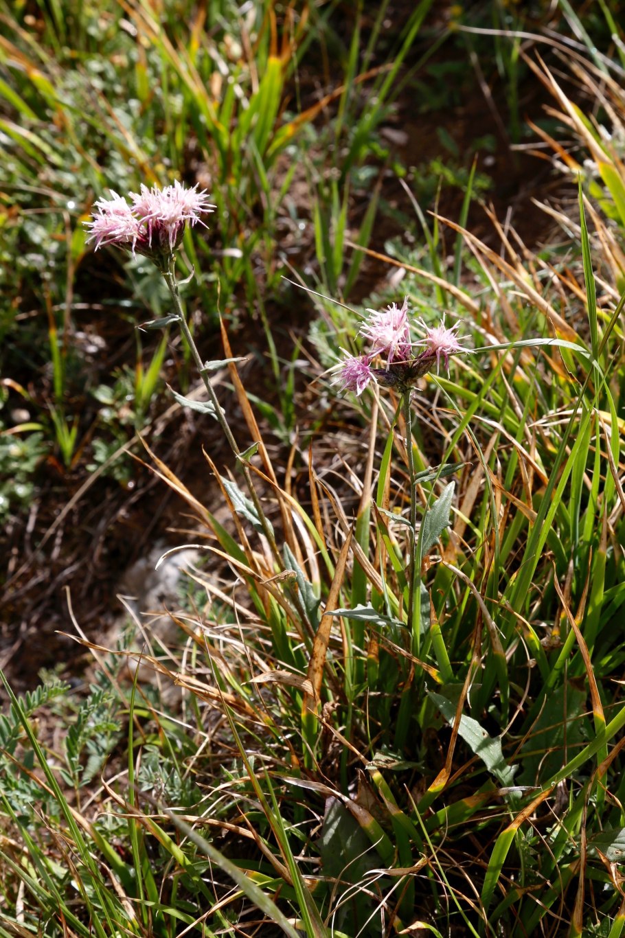 Соссюрея иволистная