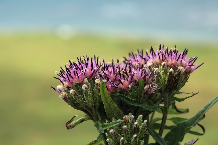 Соссюрея альпийская