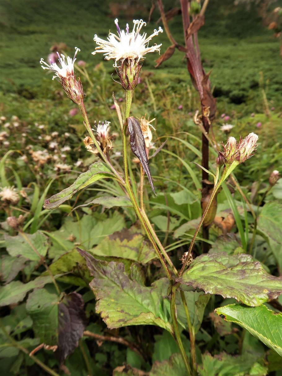 Соссюрея Путоранская