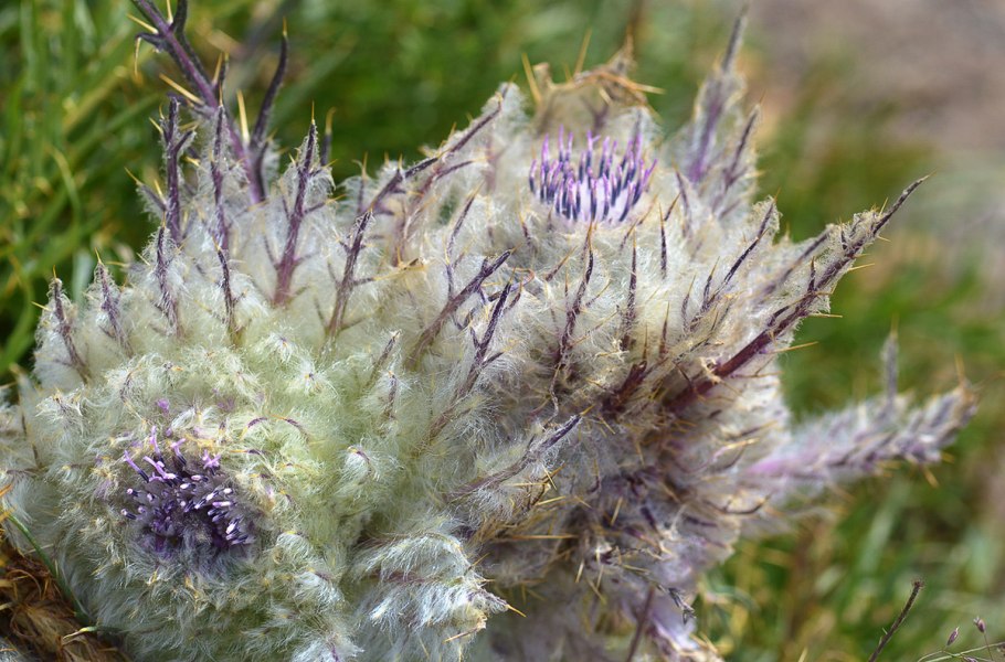 Соссюрея Путоранская