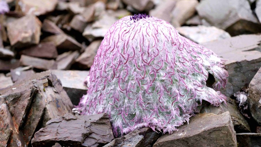 Соссюрея цена напиток