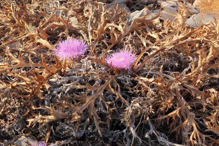 Соссюрея Горькуша Седая