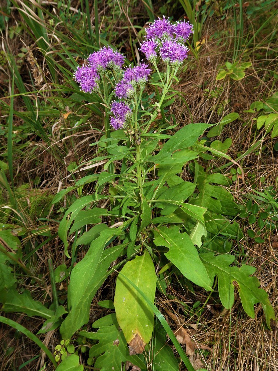 Vernonia noveboracensis