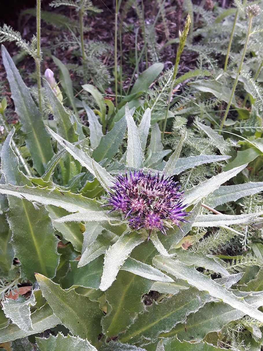 Соссюрея медуза