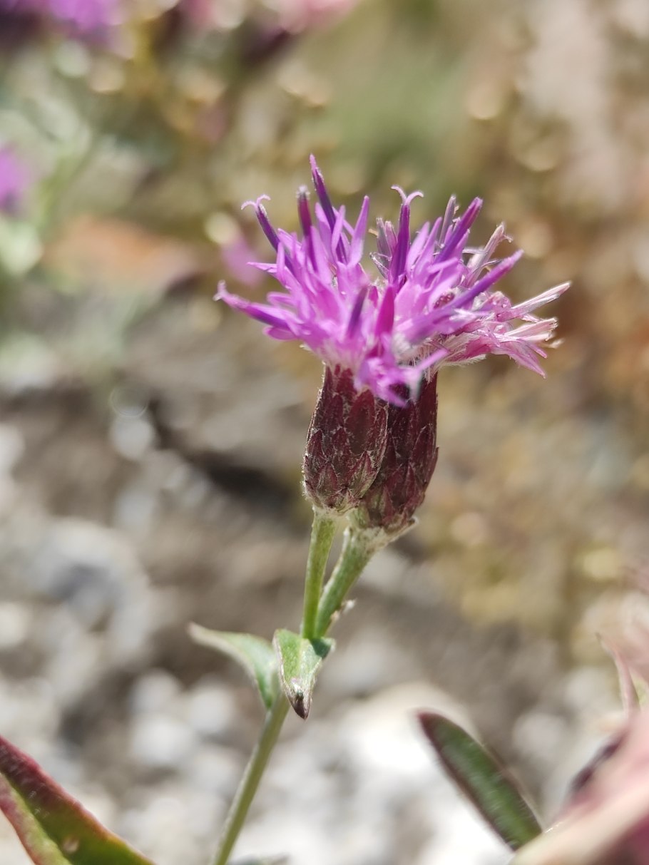 Соссюрея Альпийская