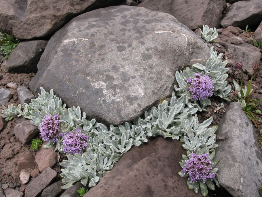 Соссюрея сушеницевидная