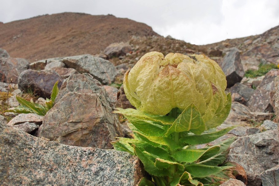 "Снежный Лотос" (Saussurea involucrata)