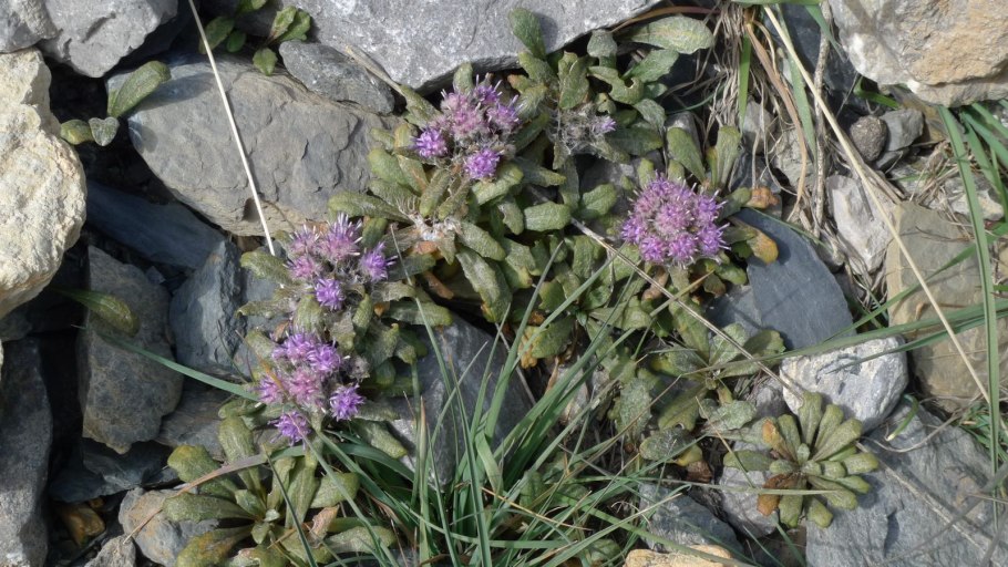 Лекарственные растения Памира