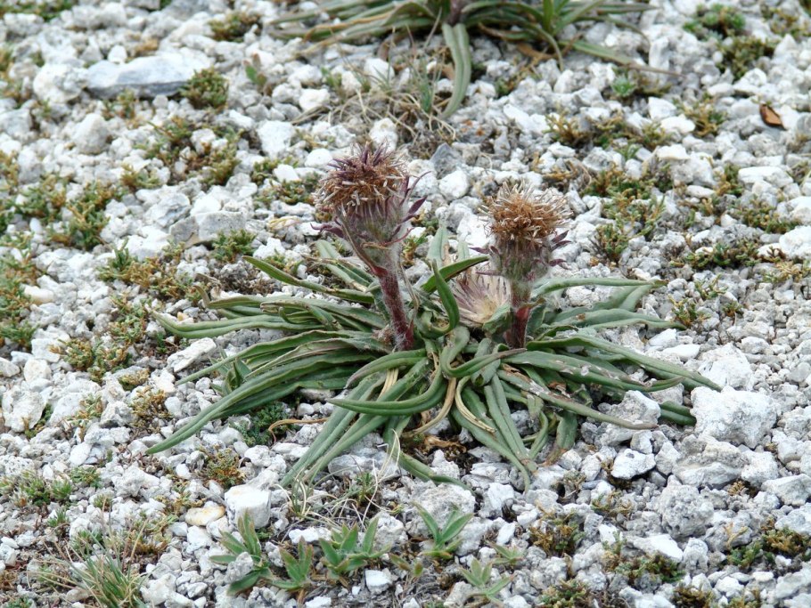 Соссюрея Горькуша