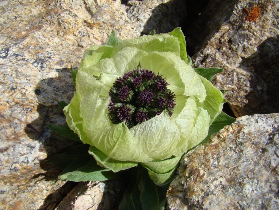 Соссюрея скребницелистная