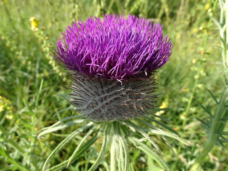 Бодяк Камчатский