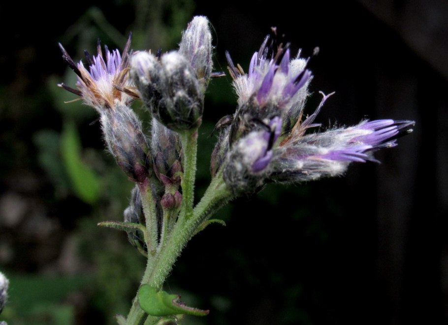 Соссюрея Штубендорфа