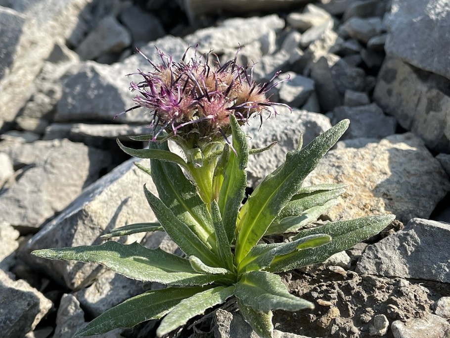 Соссюрея горькуша