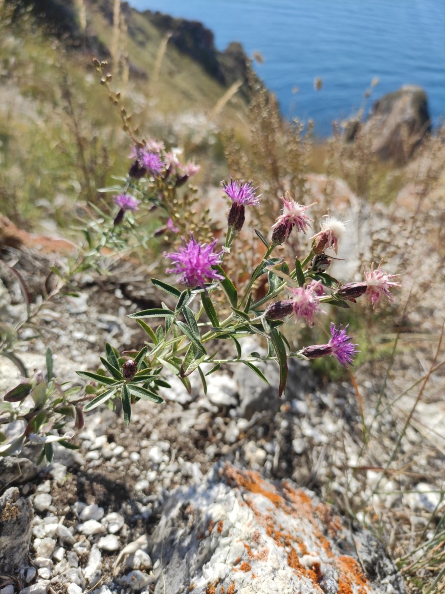 Saussurea schanginiana