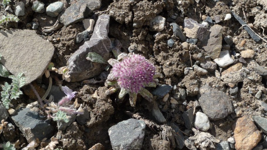 Соссюрея Путоранская