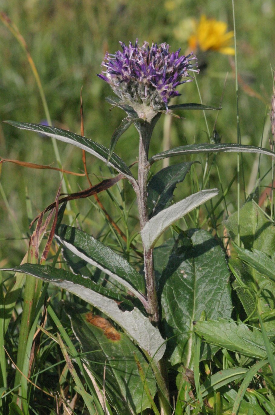 Соссюрея солончаковая
