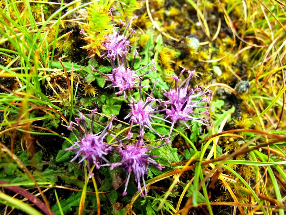 Соссюрея иволистная