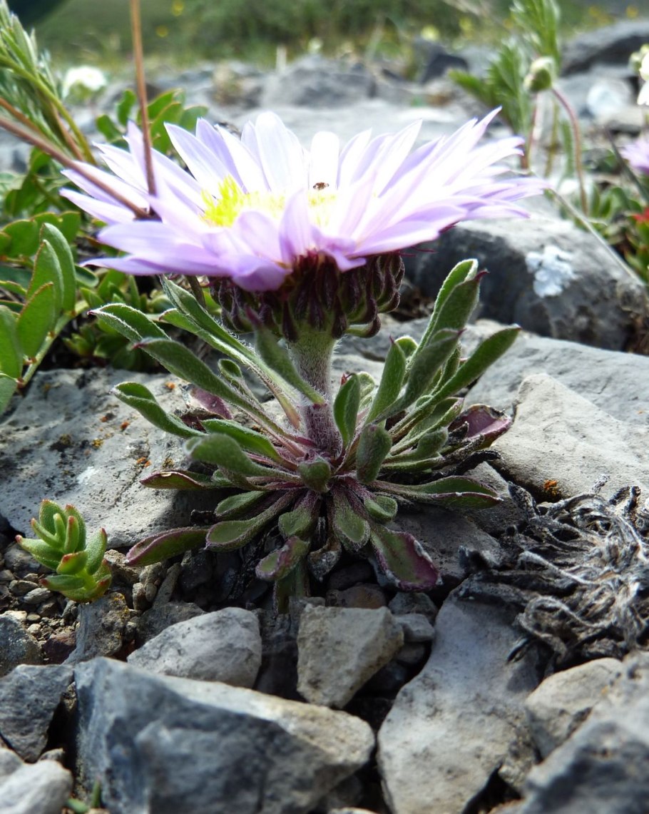 Соссюрея обыкновенная