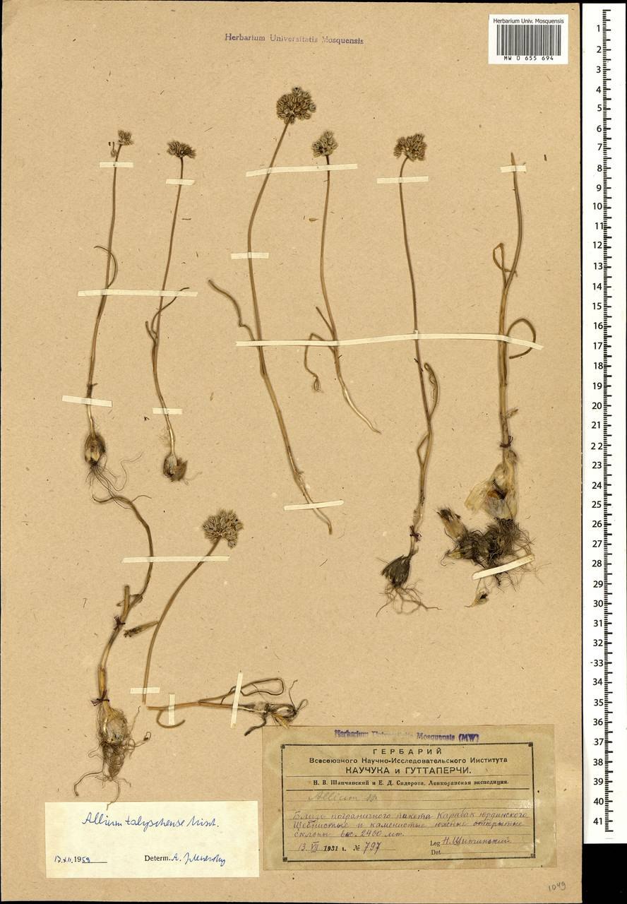 Выращивание репчатого лука