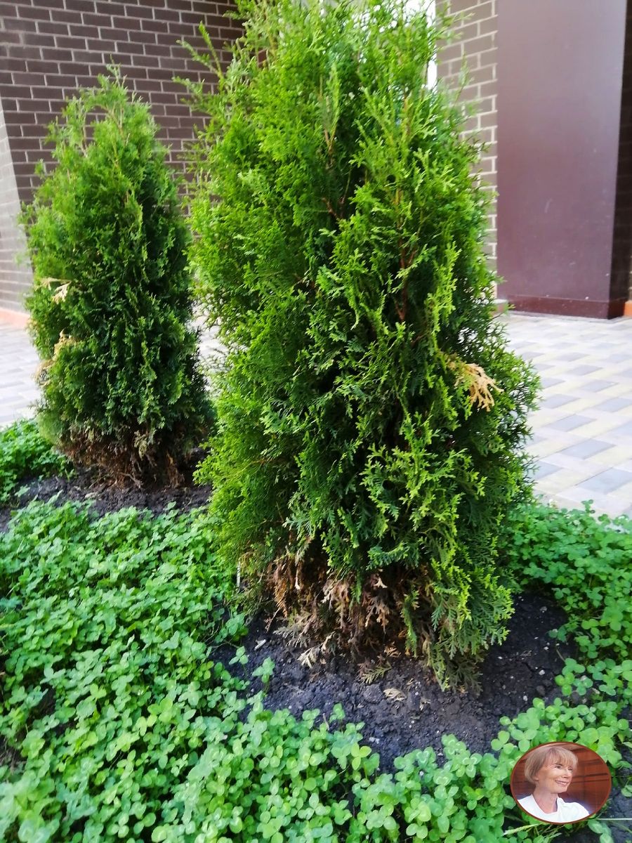 Туя эксельса