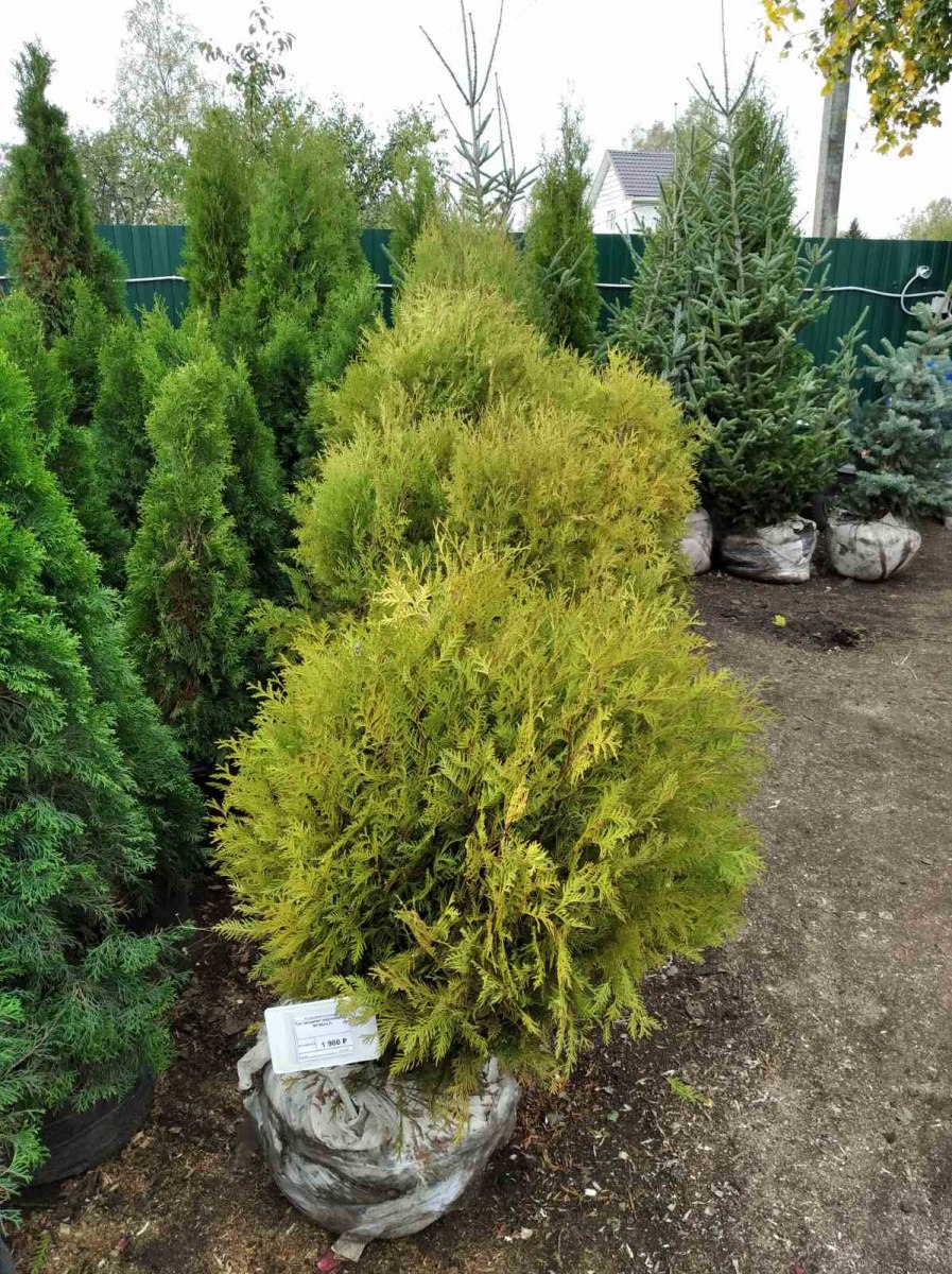 Туя корейская