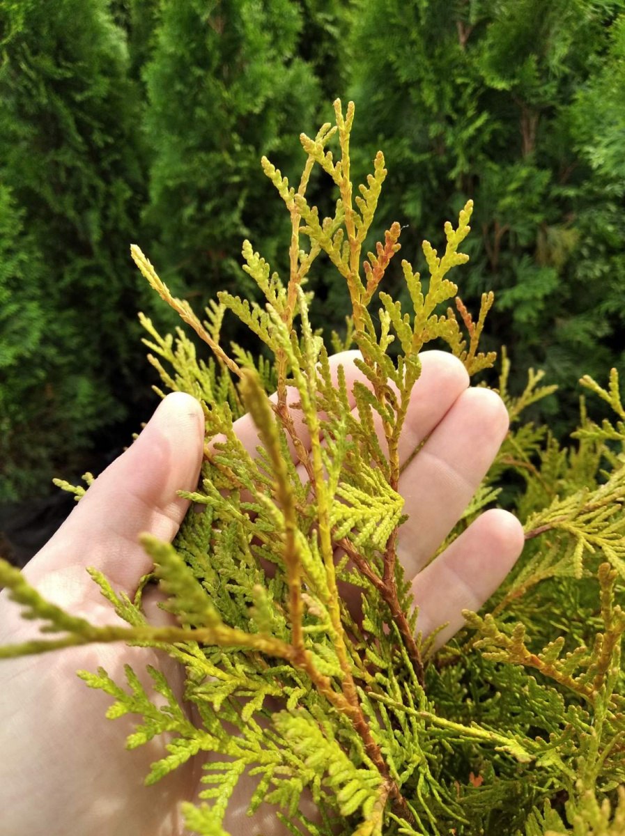 Туя корейская ф.Pagoda