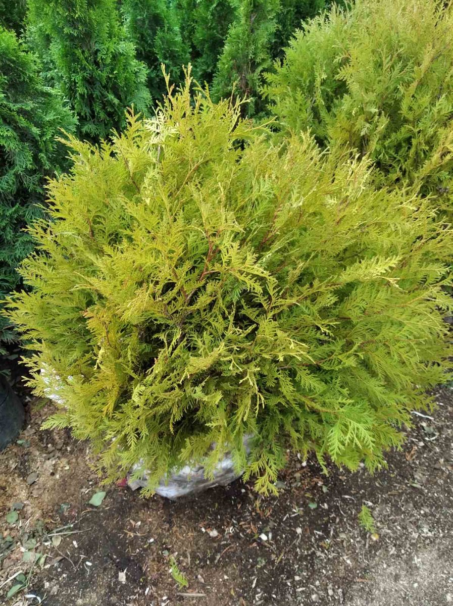 Туя Западная Магдалена