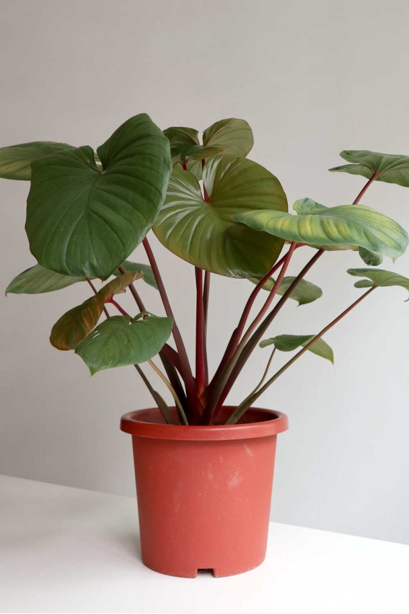 Хомаломена Рубби Мэгги