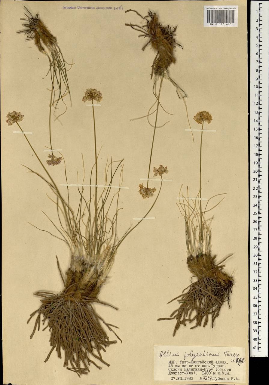 Allium polyrhizum