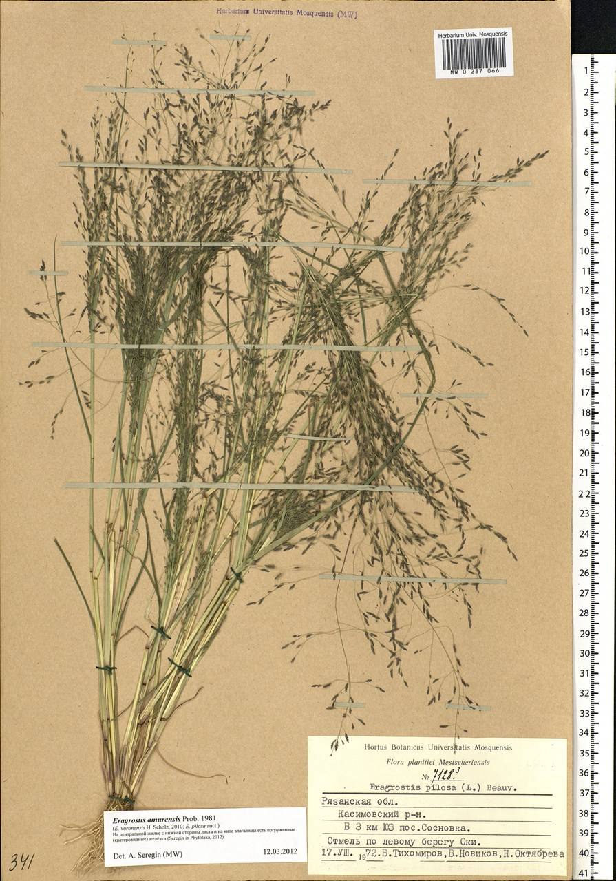 Эрагростис Полевичка