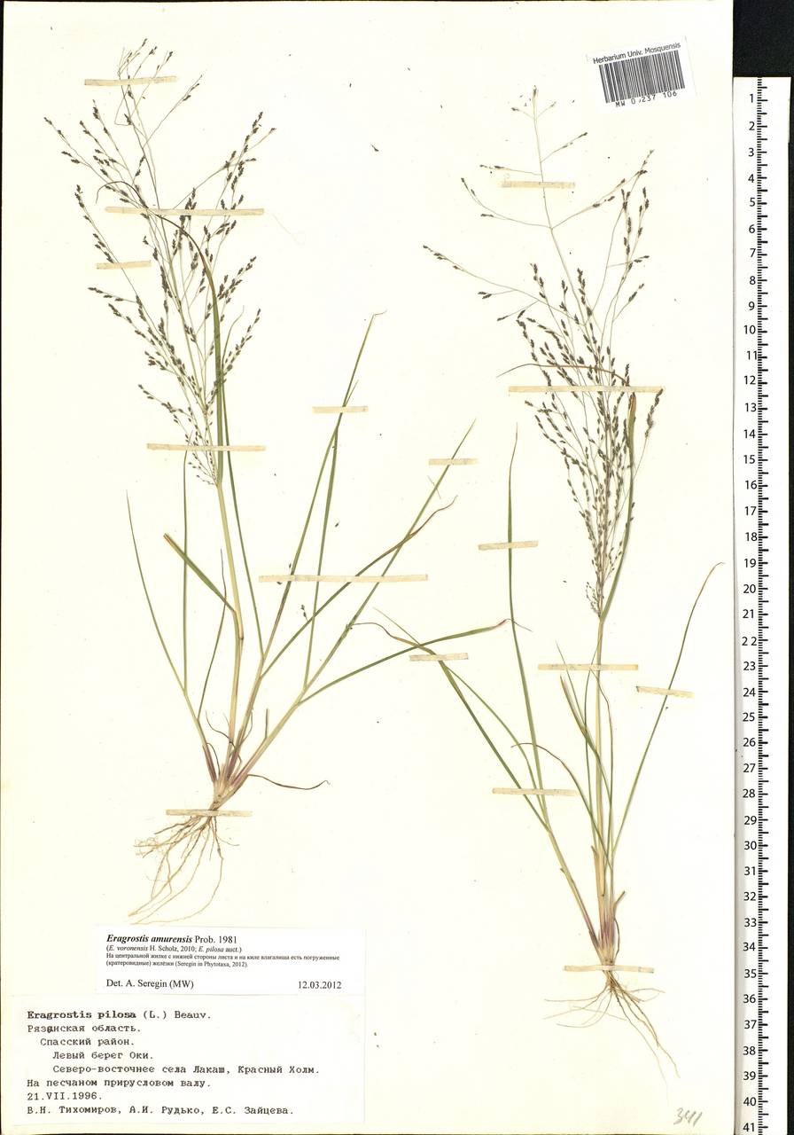 Полевичка тоненькая