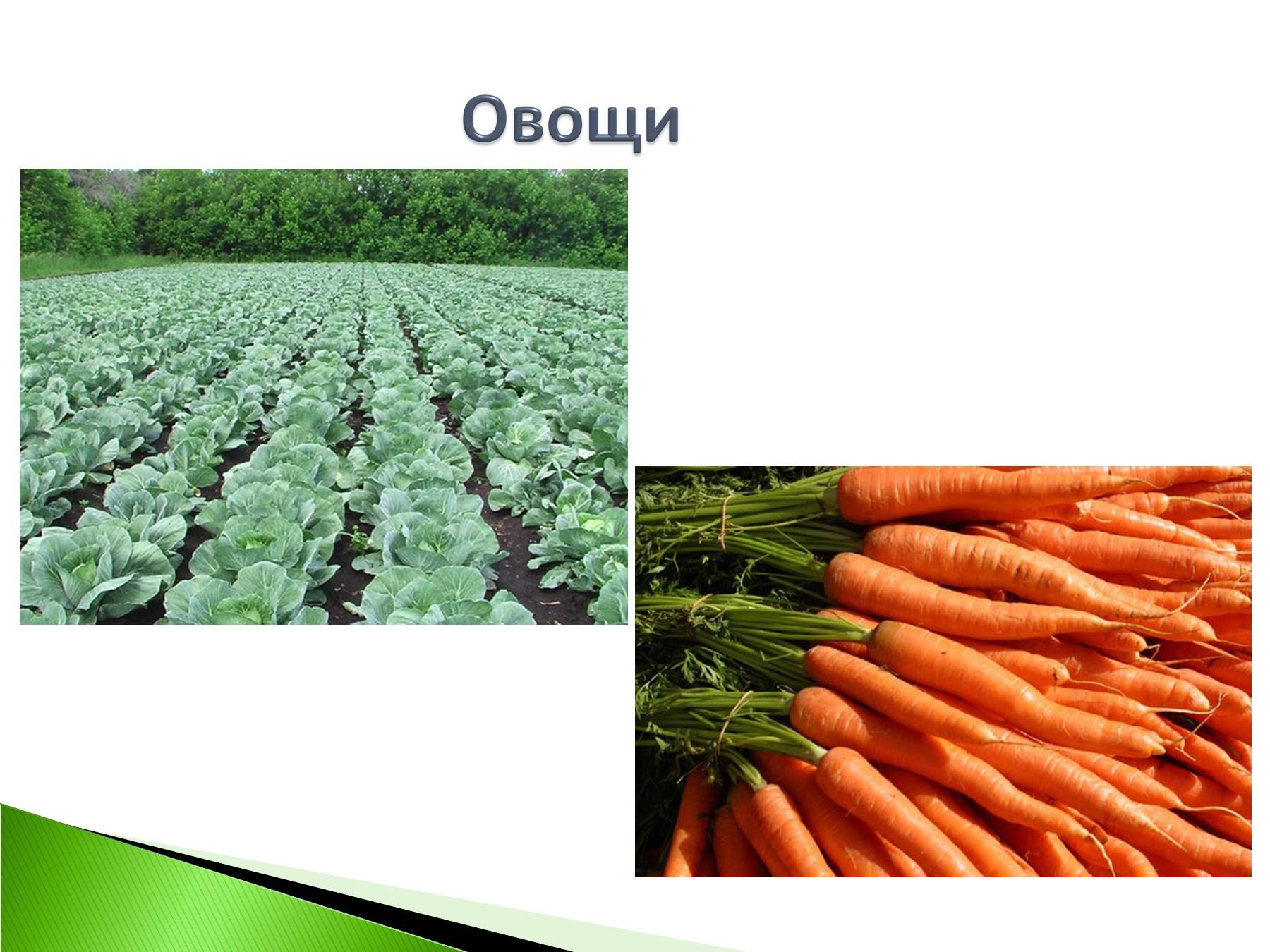 Морковь является растением. Растениеводство культурные растения. Презентация на тему Растениеводство. Проект овощные культуры. Проект на тему овощеводство.