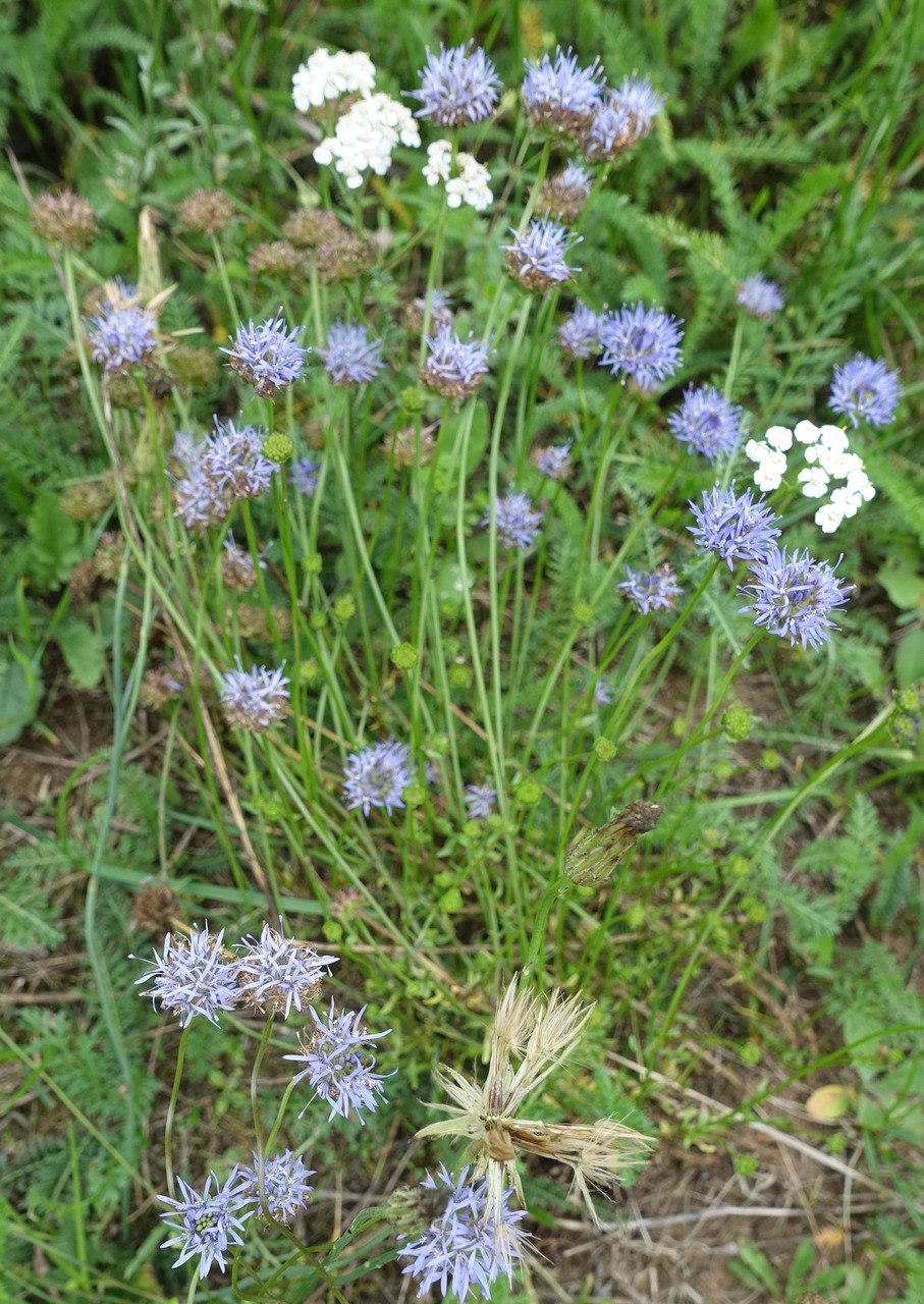 Букашник горный (Jasione Montana l.)