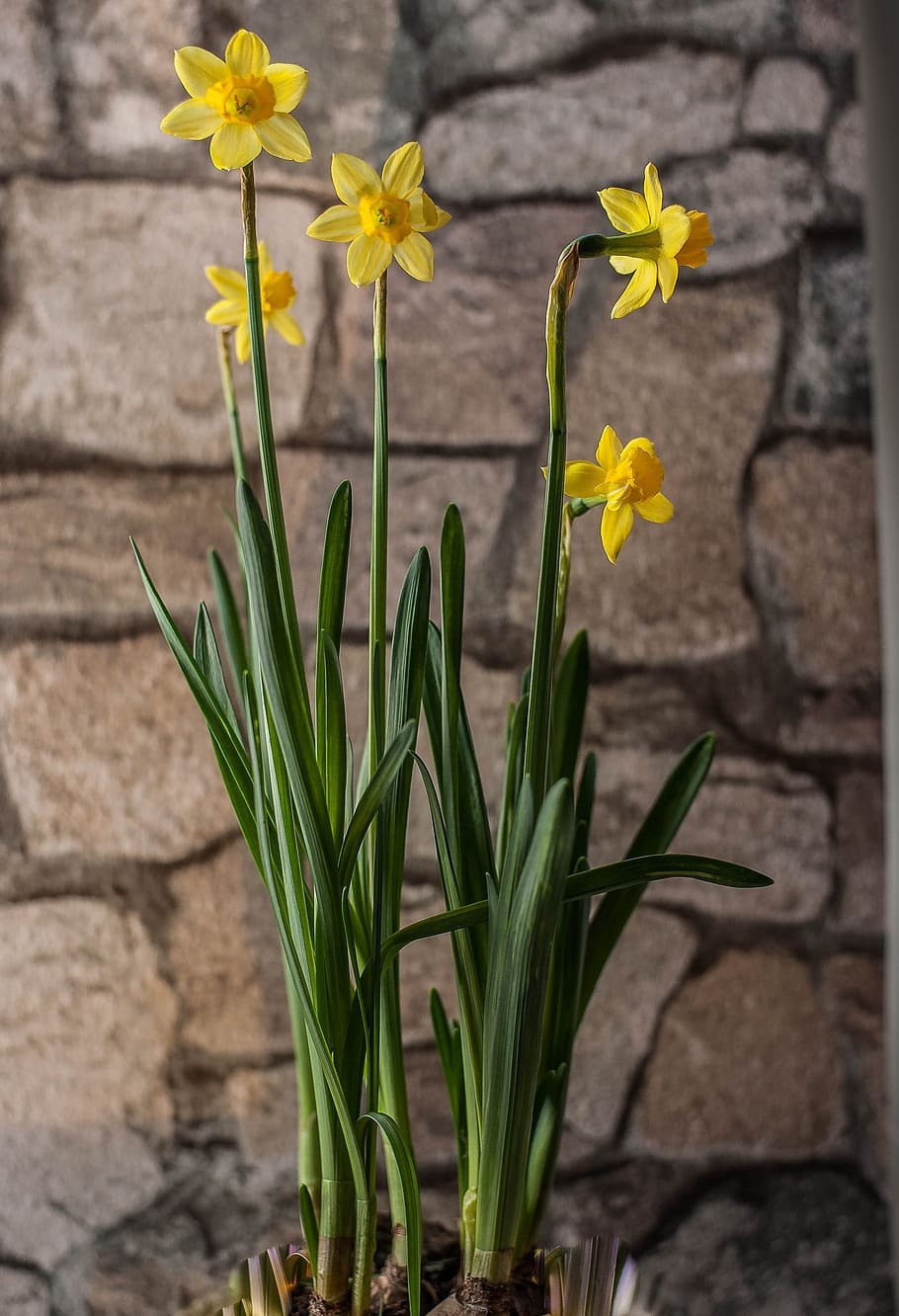 Narcissus pseudonarcissus