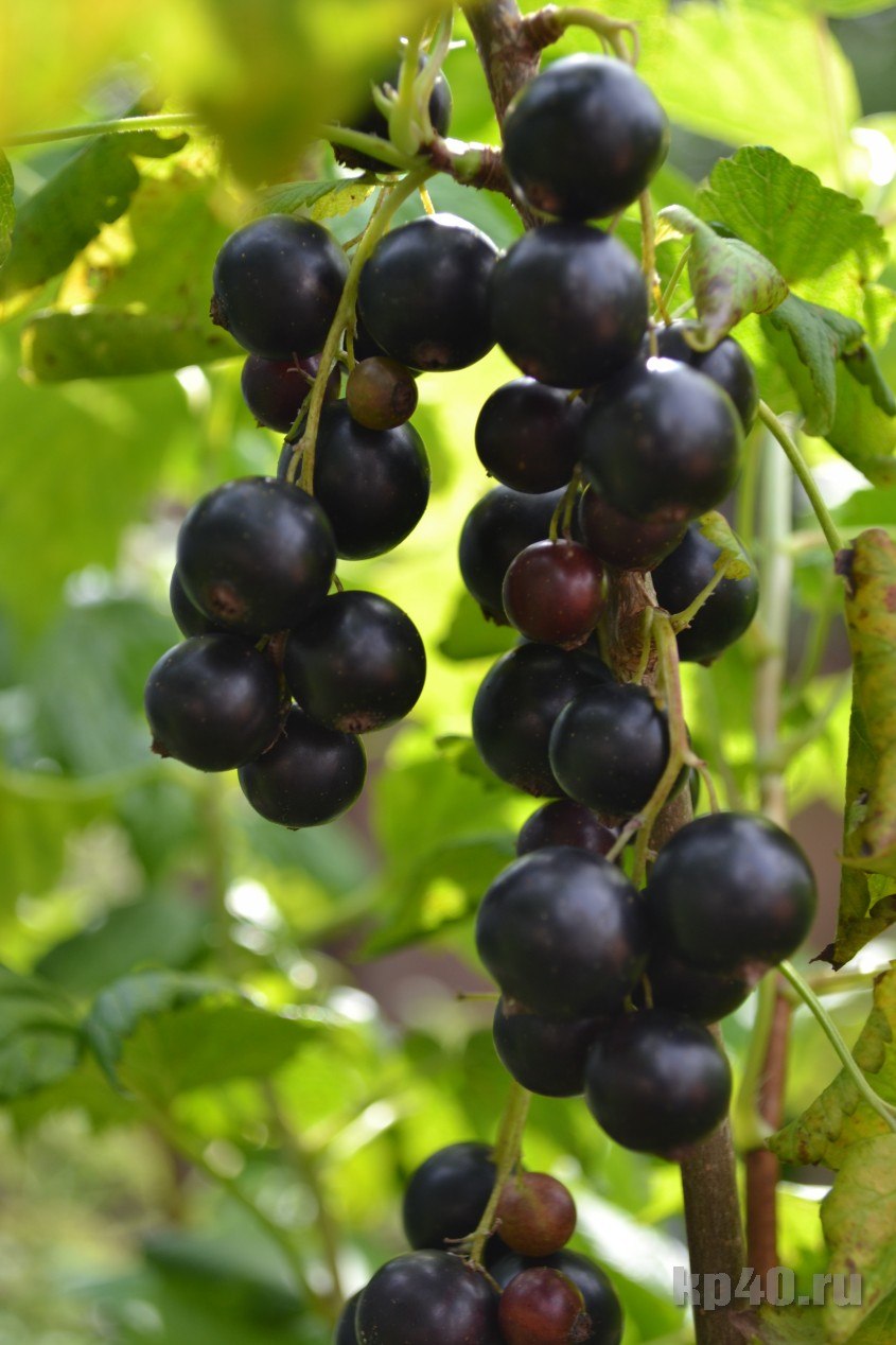 Смородина Литвиновская