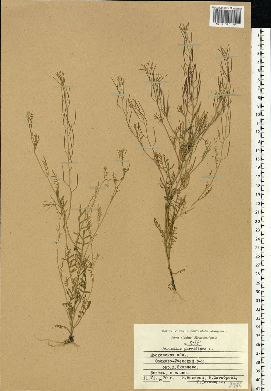 6. Сердечник мелкоцветковый – Cardamine parviflora l.