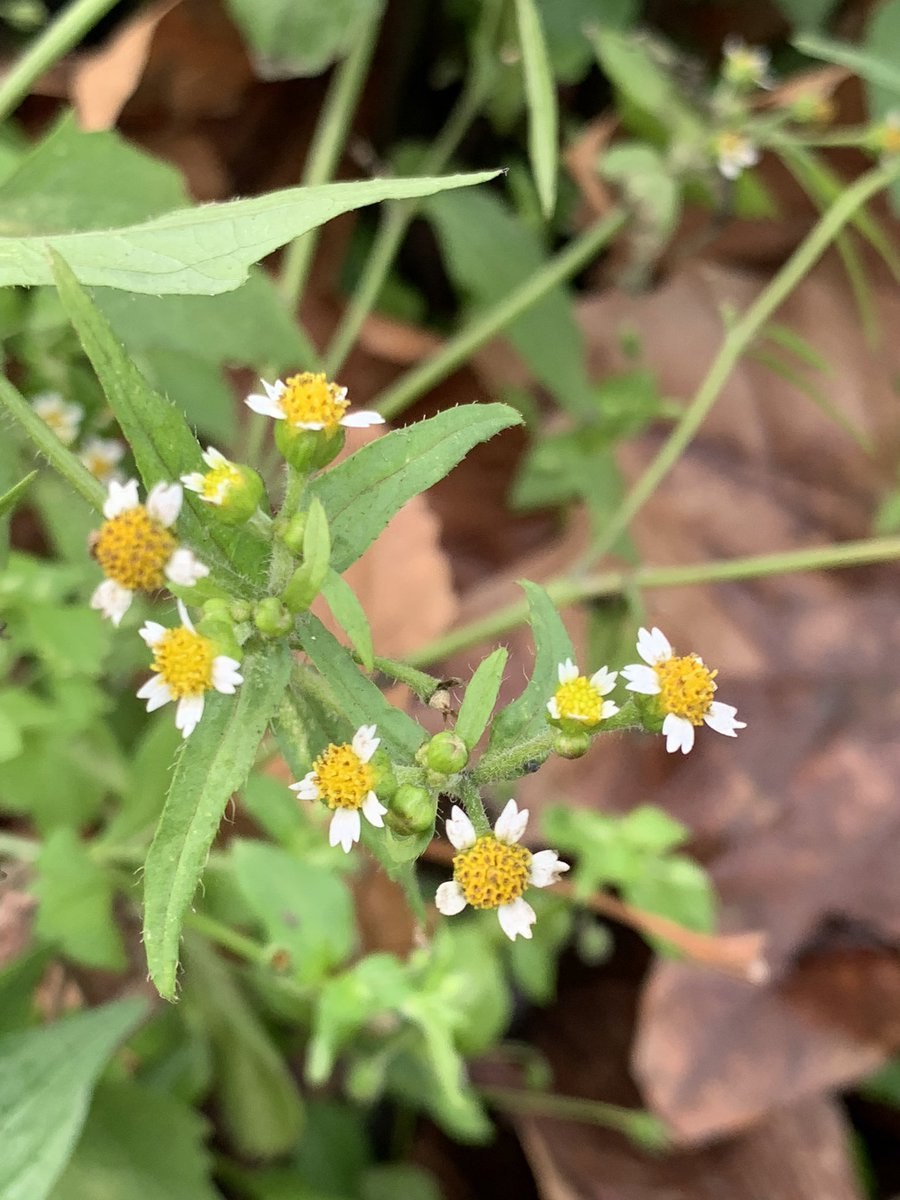 Cardamine Amara l. — сердечник Горький