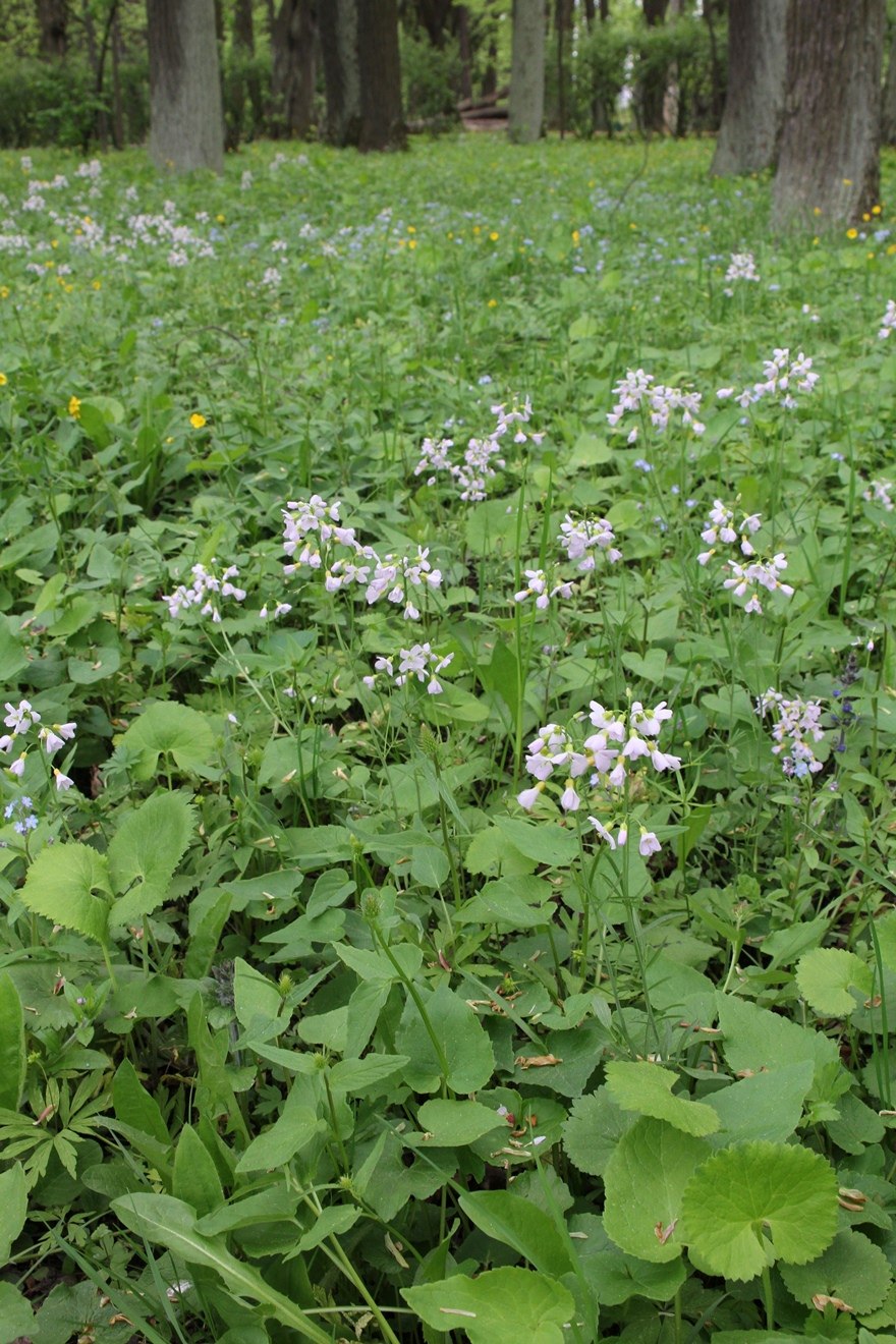 Cardamine resedifolia