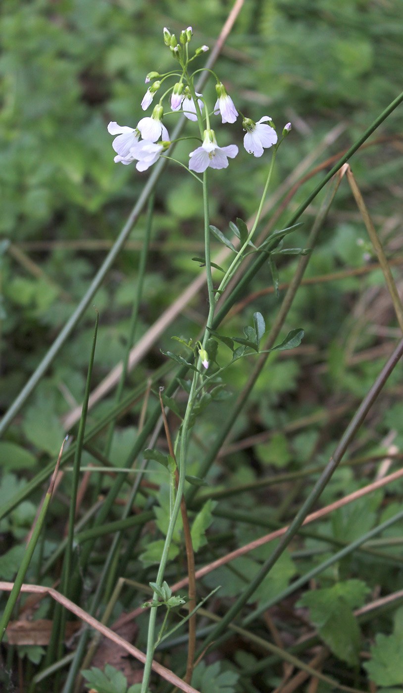Сердечник Cardamine pratensis