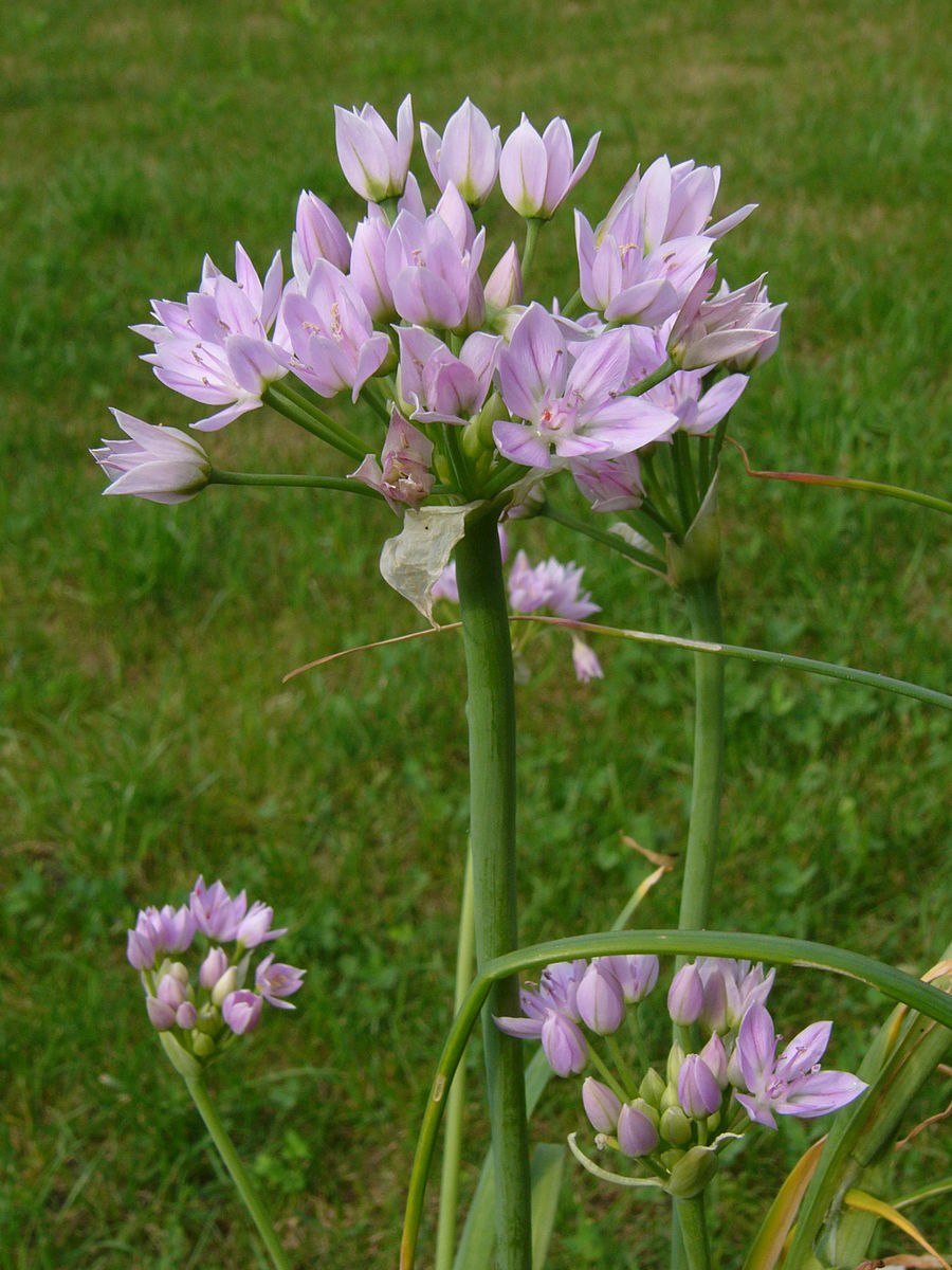 Allium galanthum